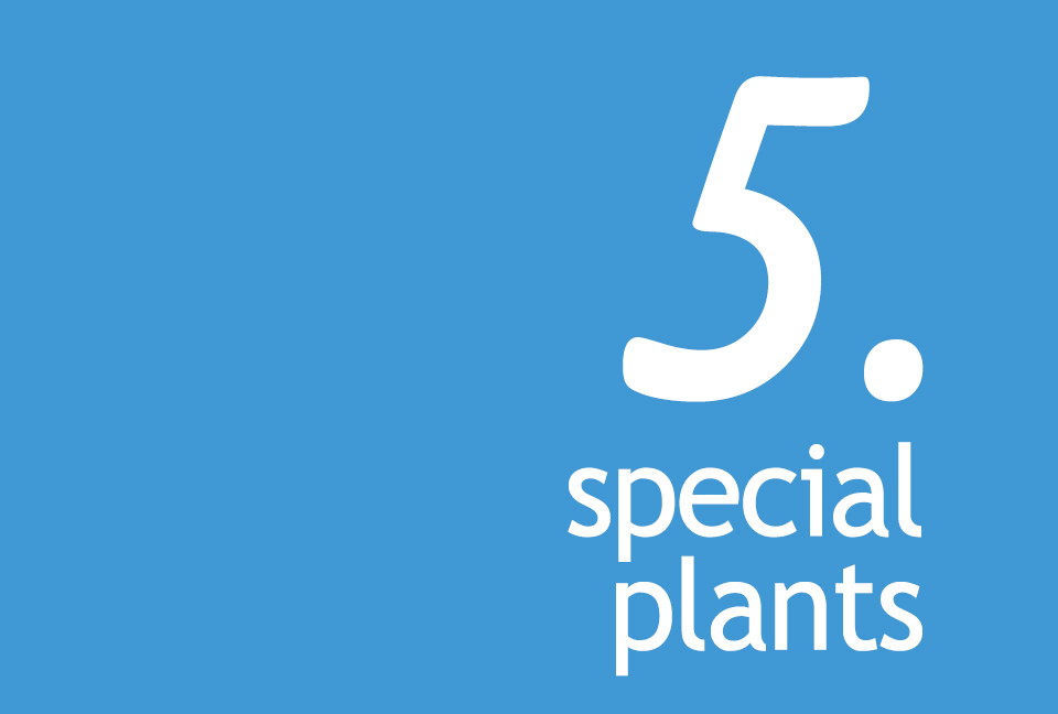 Special plants